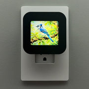 Blue Jay Night Light