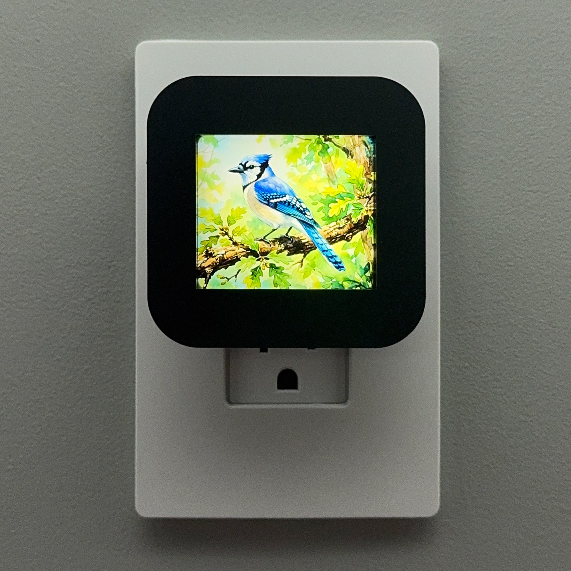 Blue Jay Night Light