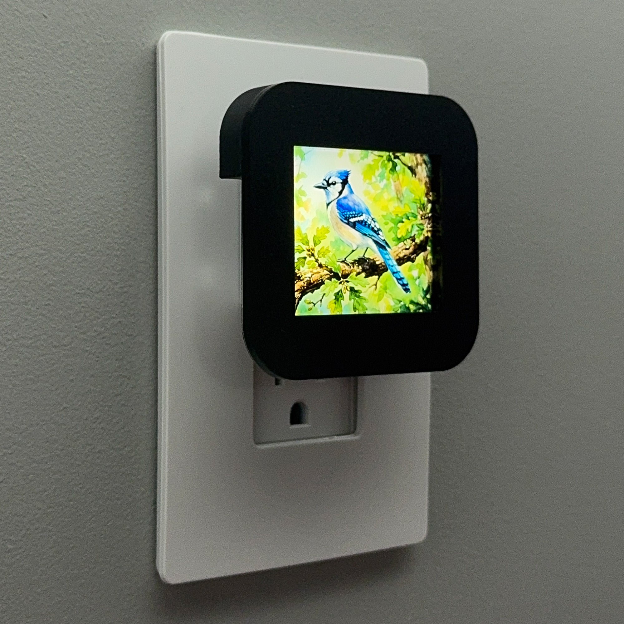 Blue Jay Night Light